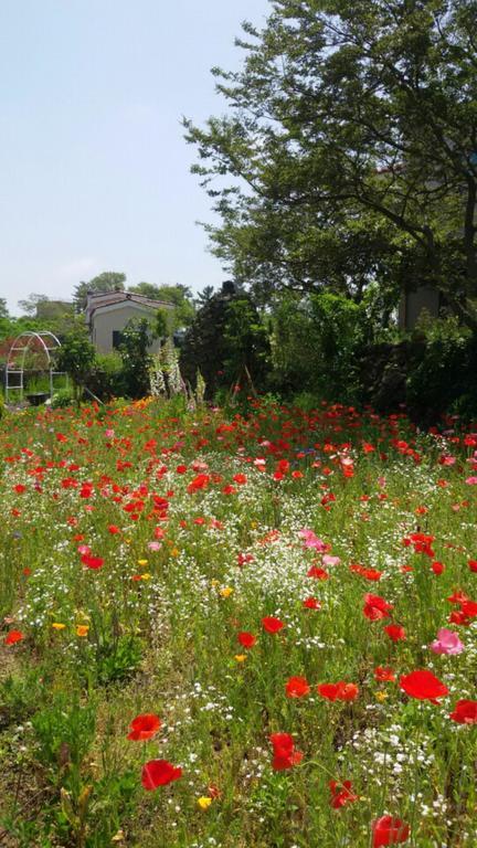 Villa Baghdad House Jeju Exterior foto